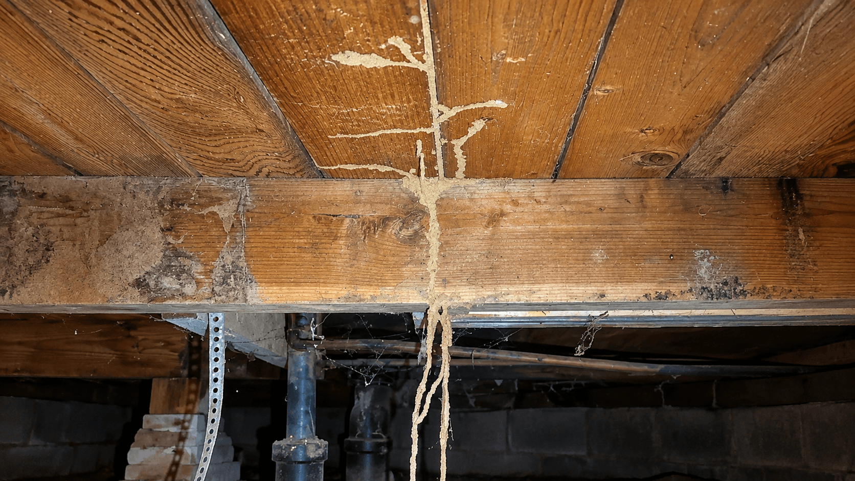Subterranean termite mud tubes on structural wood in a Sacramento home crawlspace.