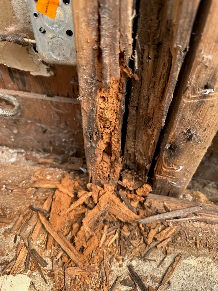 Termite-damaged structural wood with visible galleries and weakened framing at a Sacramento home.