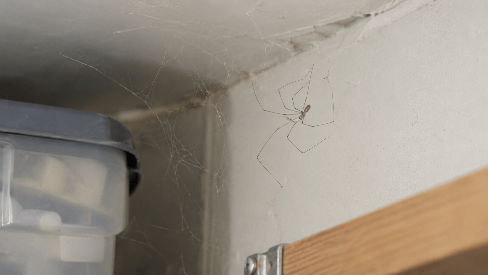 Cellar spider in a loose web inside a sheltered garage corner in Sacramento, CA