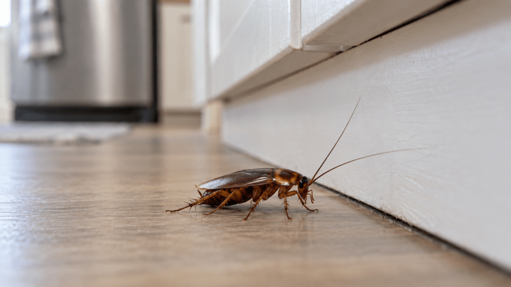 Cockroach Control in Sacramento, CA