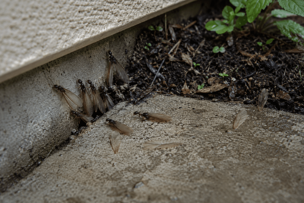 Termite swarmers emerging beside a home foundation after rain in Sacramento.